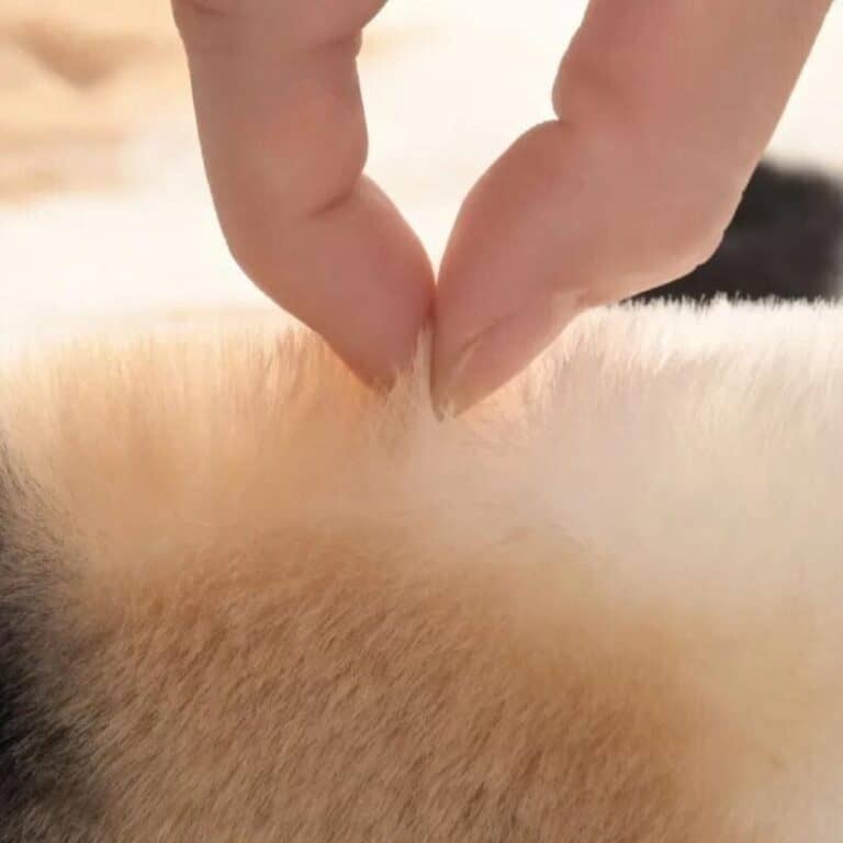 Luipaard Badmat - Badkamermat